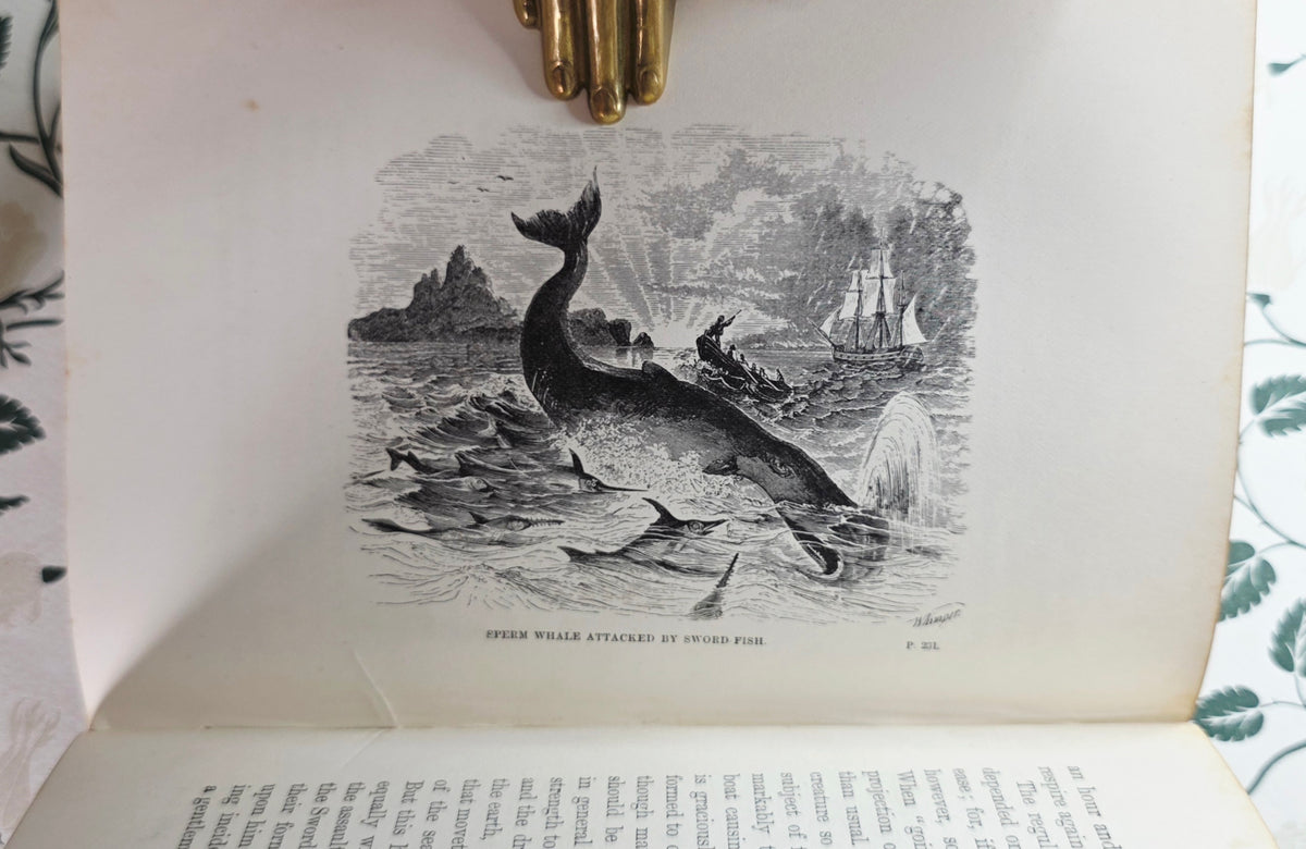 1860 The Ocean by PH Gosse - Illustrated Antique Book