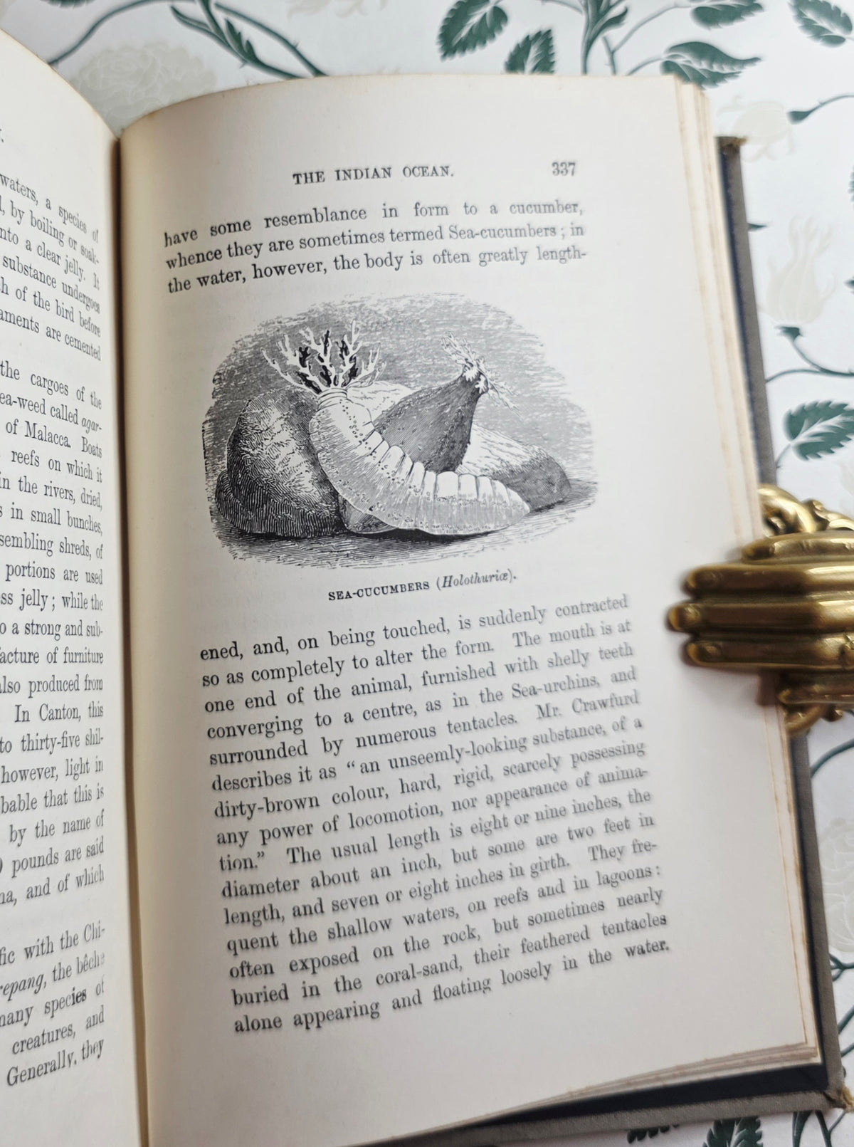 1860 The Ocean by PH Gosse - Illustrated Antique Book