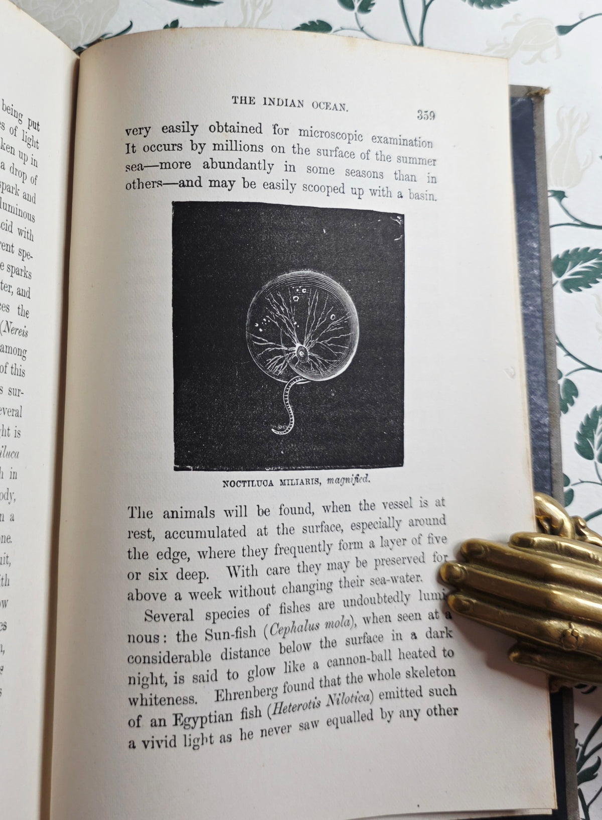 1860 The Ocean by PH Gosse - Illustrated Antique Book