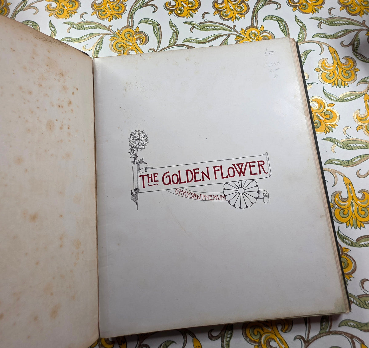 1890 The Golden Flower - Chrysanthemum - Illustrated Antique Book