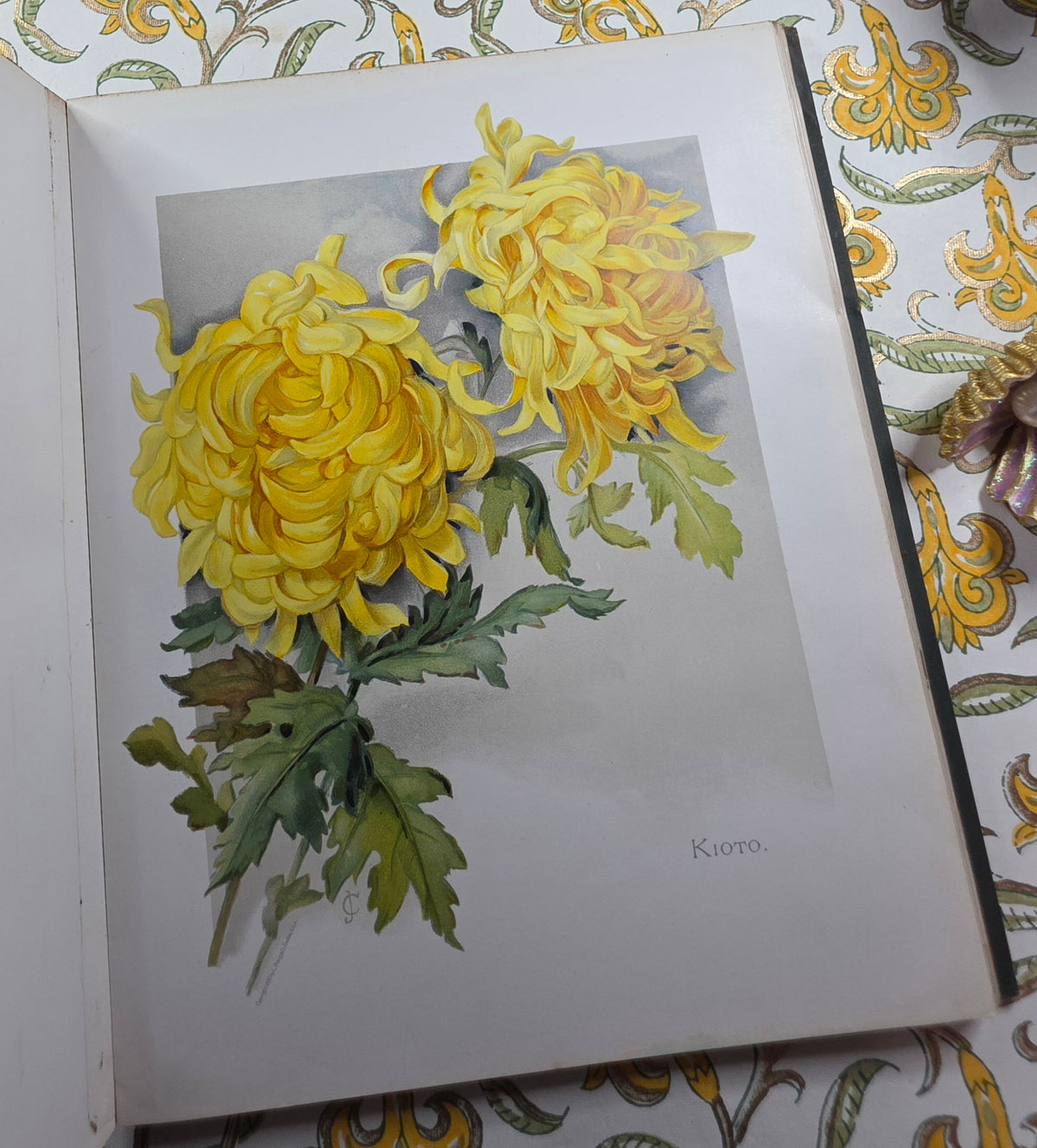 1890 The Golden Flower - Chrysanthemum - Illustrated Antique Book