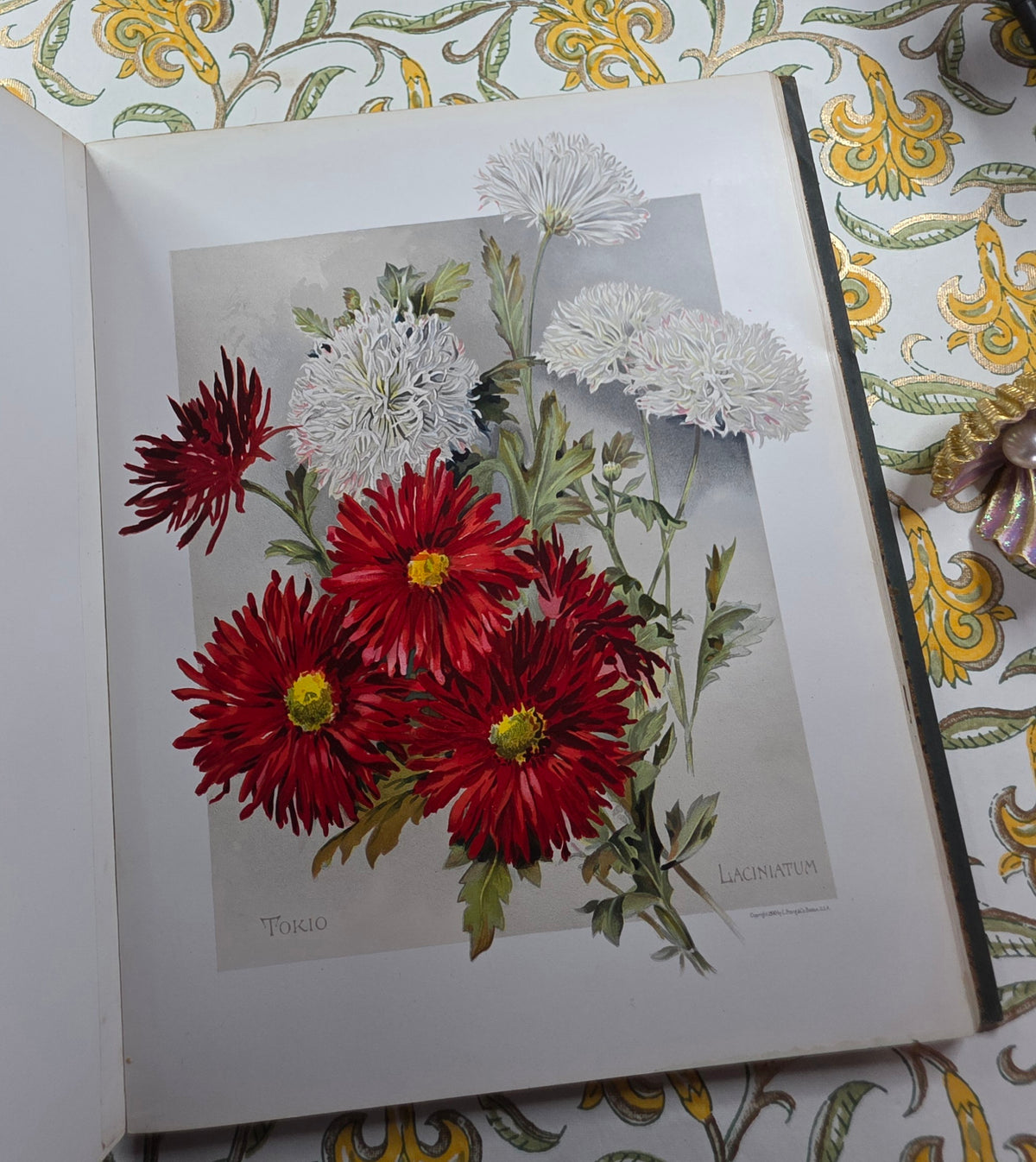 1890 The Golden Flower - Chrysanthemum - Illustrated Antique Book