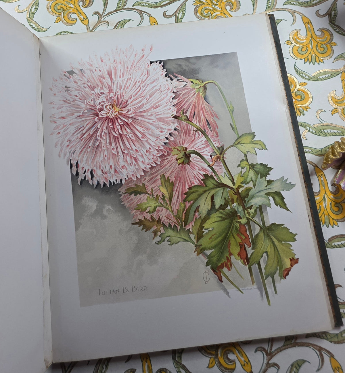 1890 The Golden Flower - Chrysanthemum - Illustrated Antique Book