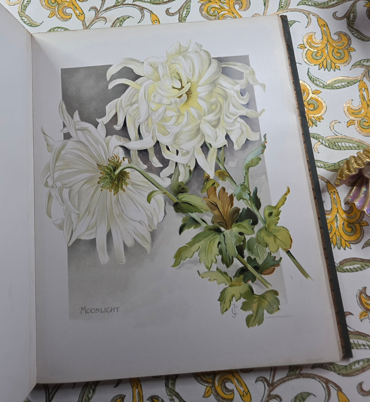 1890 The Golden Flower - Chrysanthemum - Illustrated Antique Book