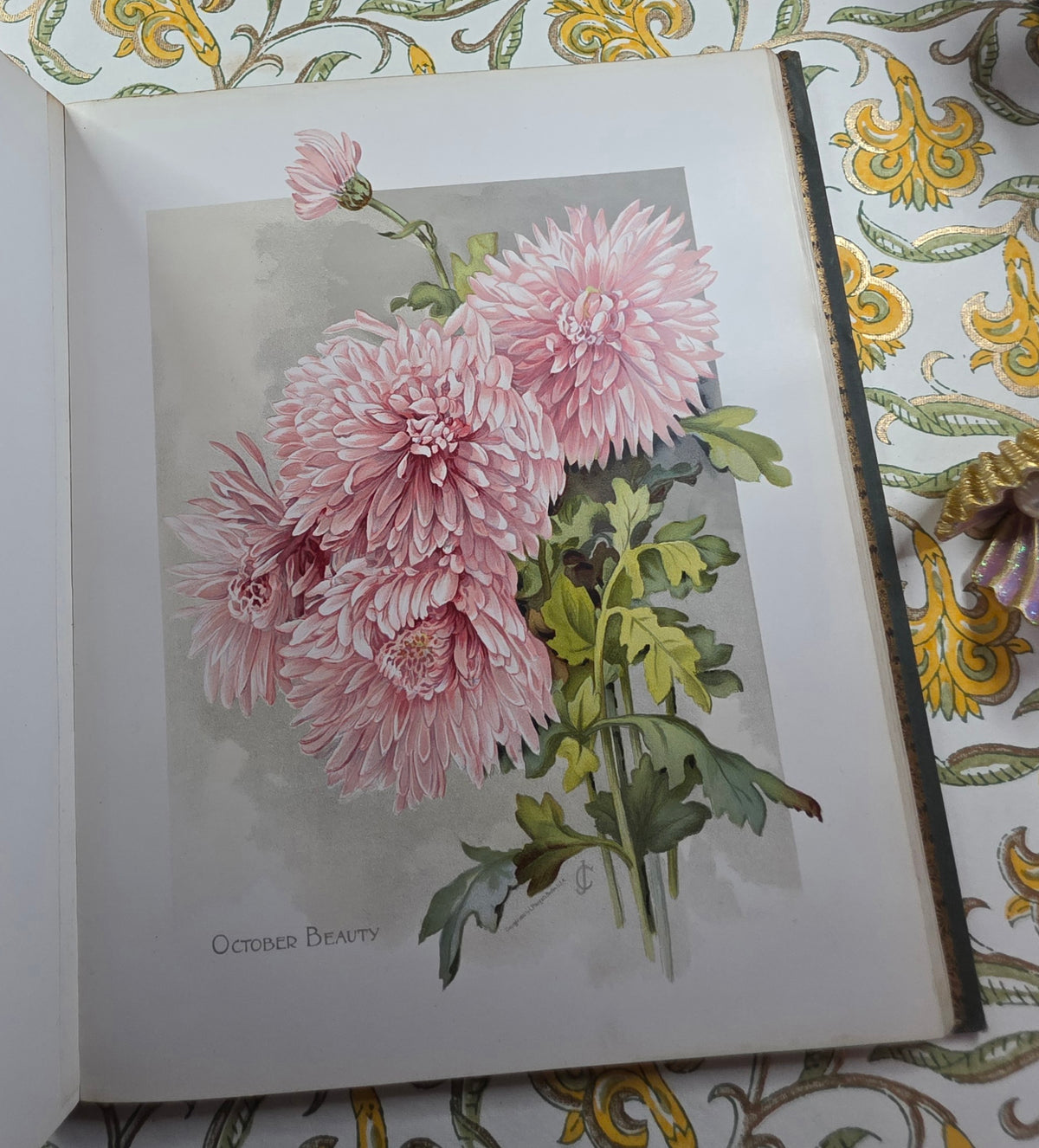 1890 The Golden Flower - Chrysanthemum - Illustrated Antique Book