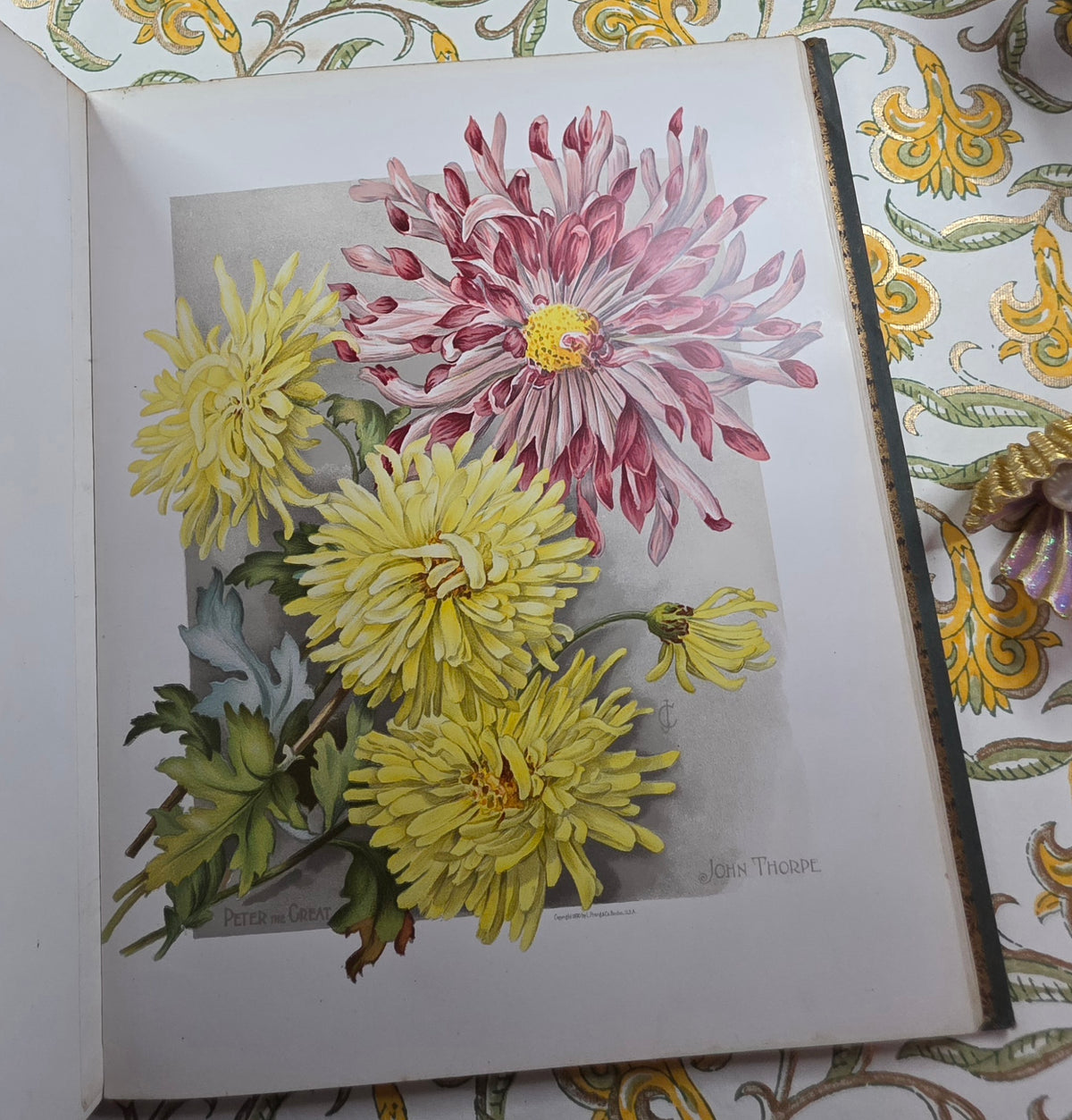 1890 The Golden Flower - Chrysanthemum - Illustrated Antique Book