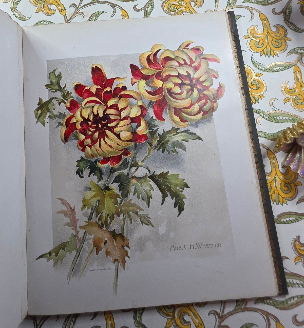 1890 The Golden Flower - Chrysanthemum - Illustrated Antique Book