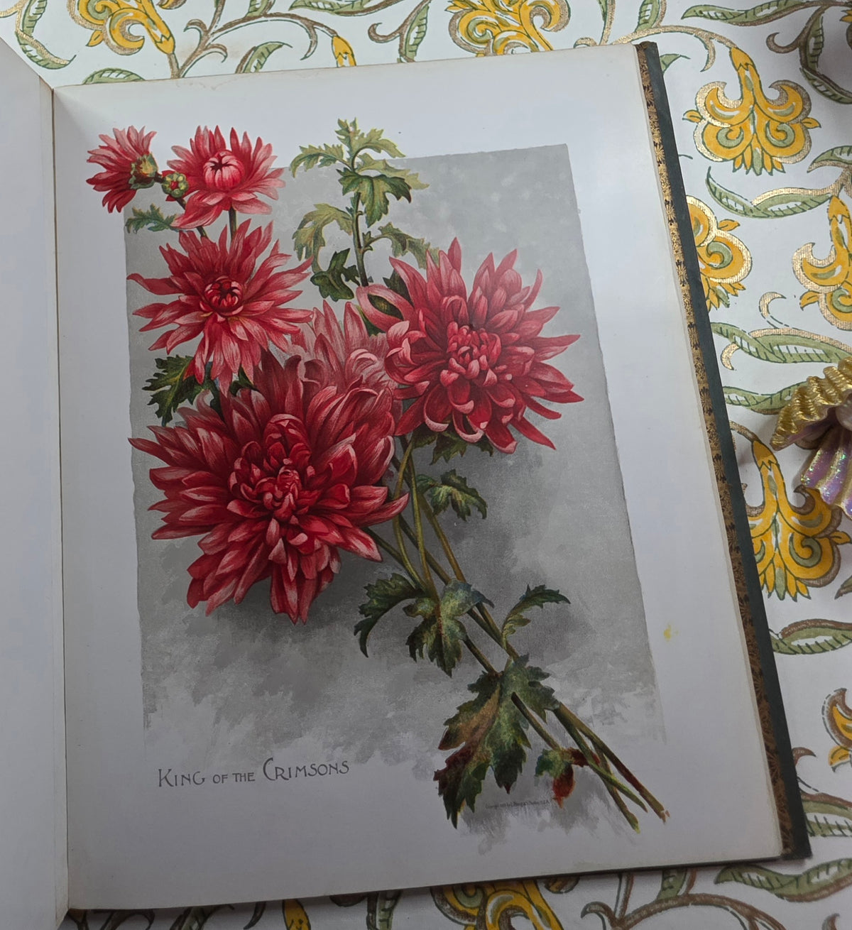 1890 The Golden Flower - Chrysanthemum - Illustrated Antique Book