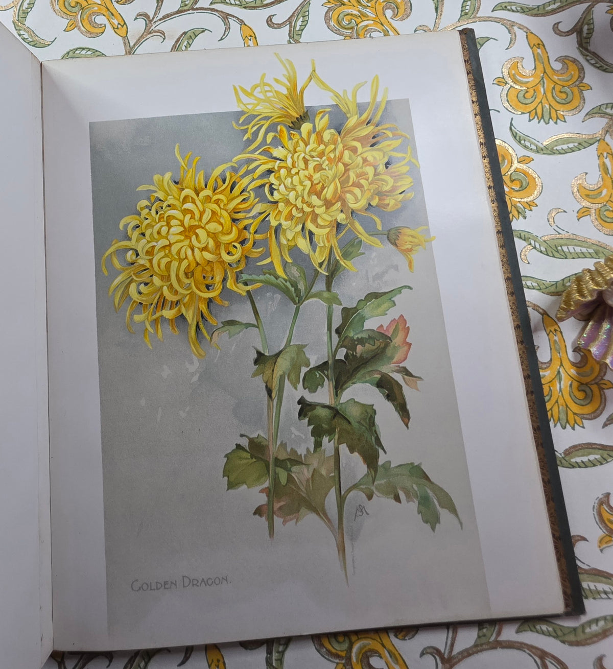 1890 The Golden Flower - Chrysanthemum - Illustrated Antique Book
