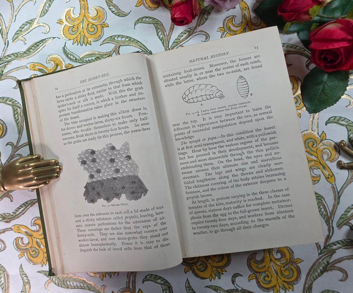 1884 The Honey-Bee - Its Nature, Homes and Products - Illustrated Antique Book