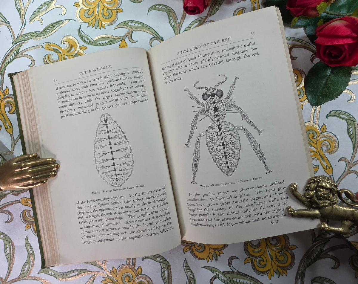 1884 The Honey-Bee - Its Nature, Homes and Products - Illustrated Antique Book