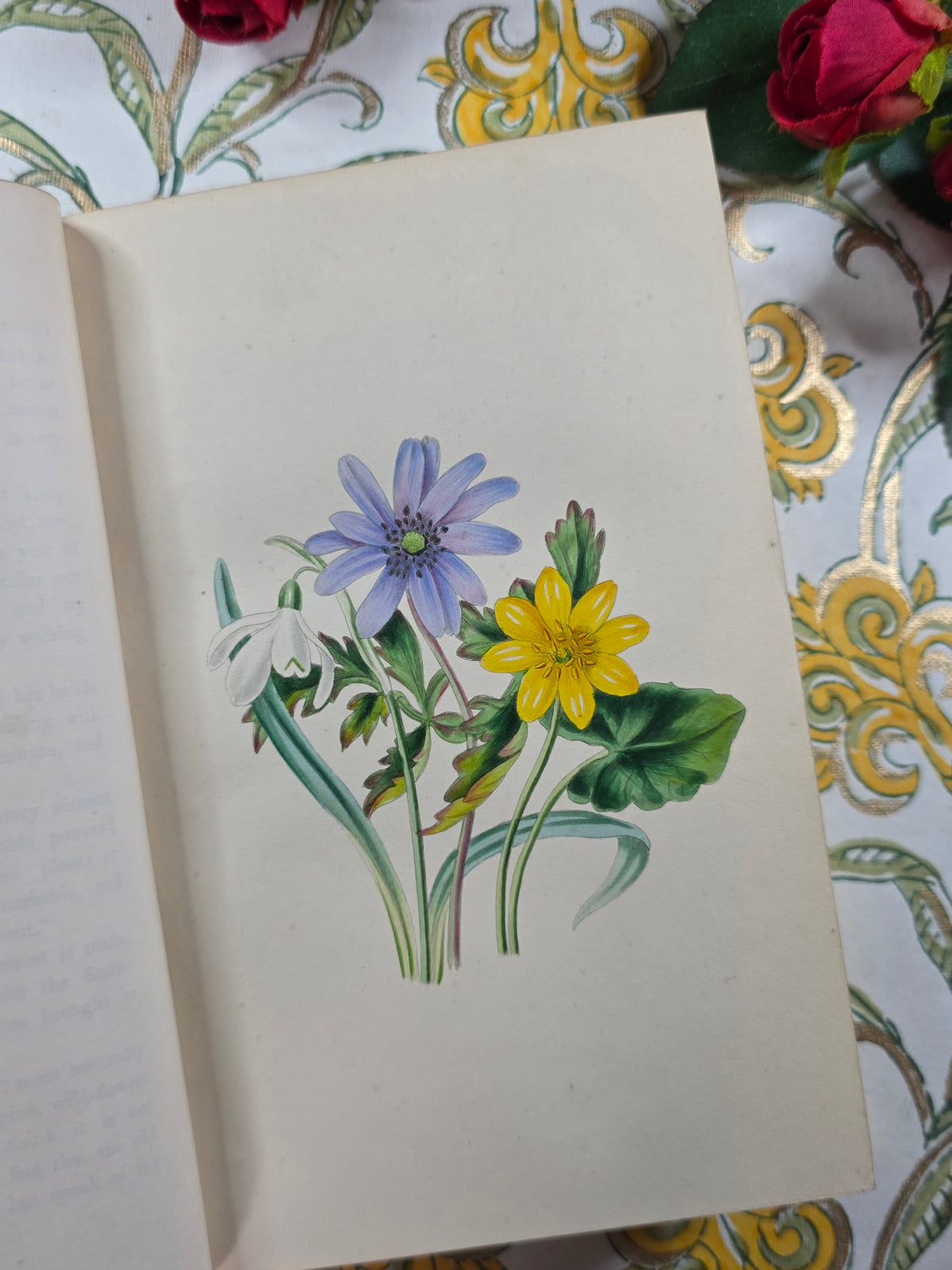 1843 Our Wild Flowers by Twamley - Illustrated Antique Book