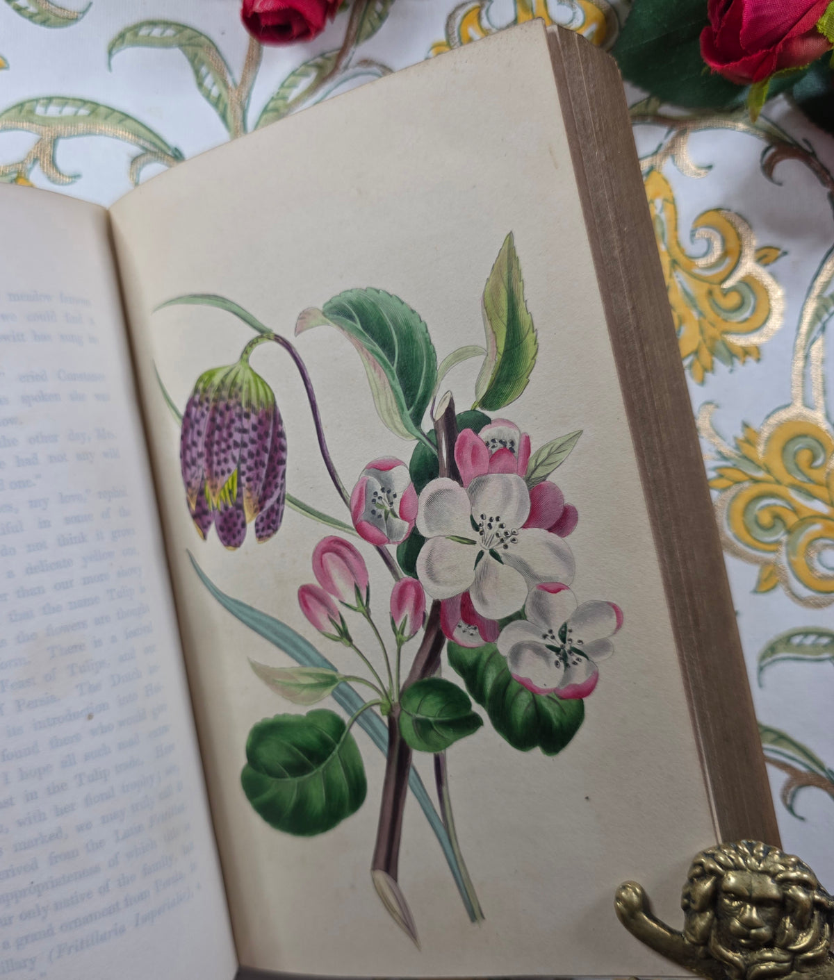 1843 Our Wild Flowers by Twamley - Illustrated Antique Book