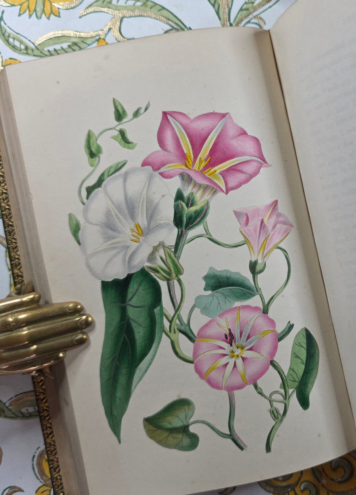 1843 Our Wild Flowers by Twamley - Illustrated Antique Book