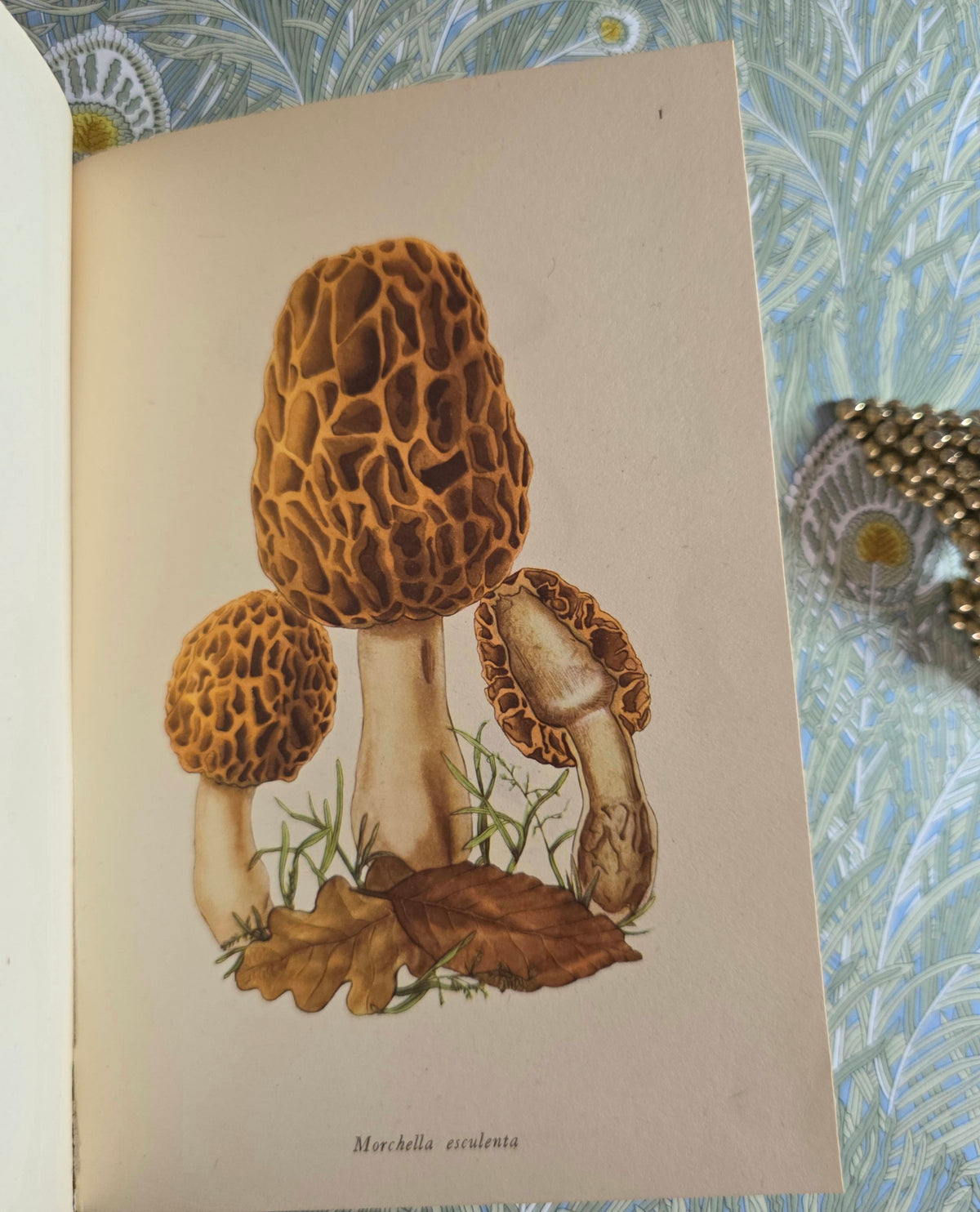 1943 Edible Fungi by John Ramsbottom / King Penguin, London / First Edition / 16 Superb Full-Page Colour Plates / King Penguin Number 13