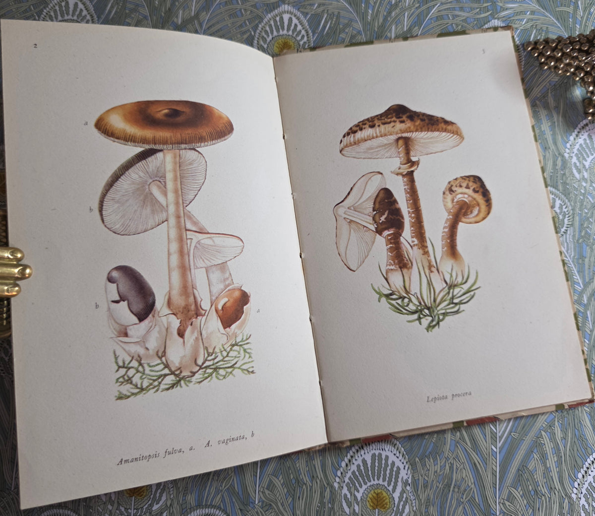 1943 Edible Fungi by John Ramsbottom / King Penguin, London / First Edition / 16 Superb Full-Page Colour Plates / King Penguin Number 13