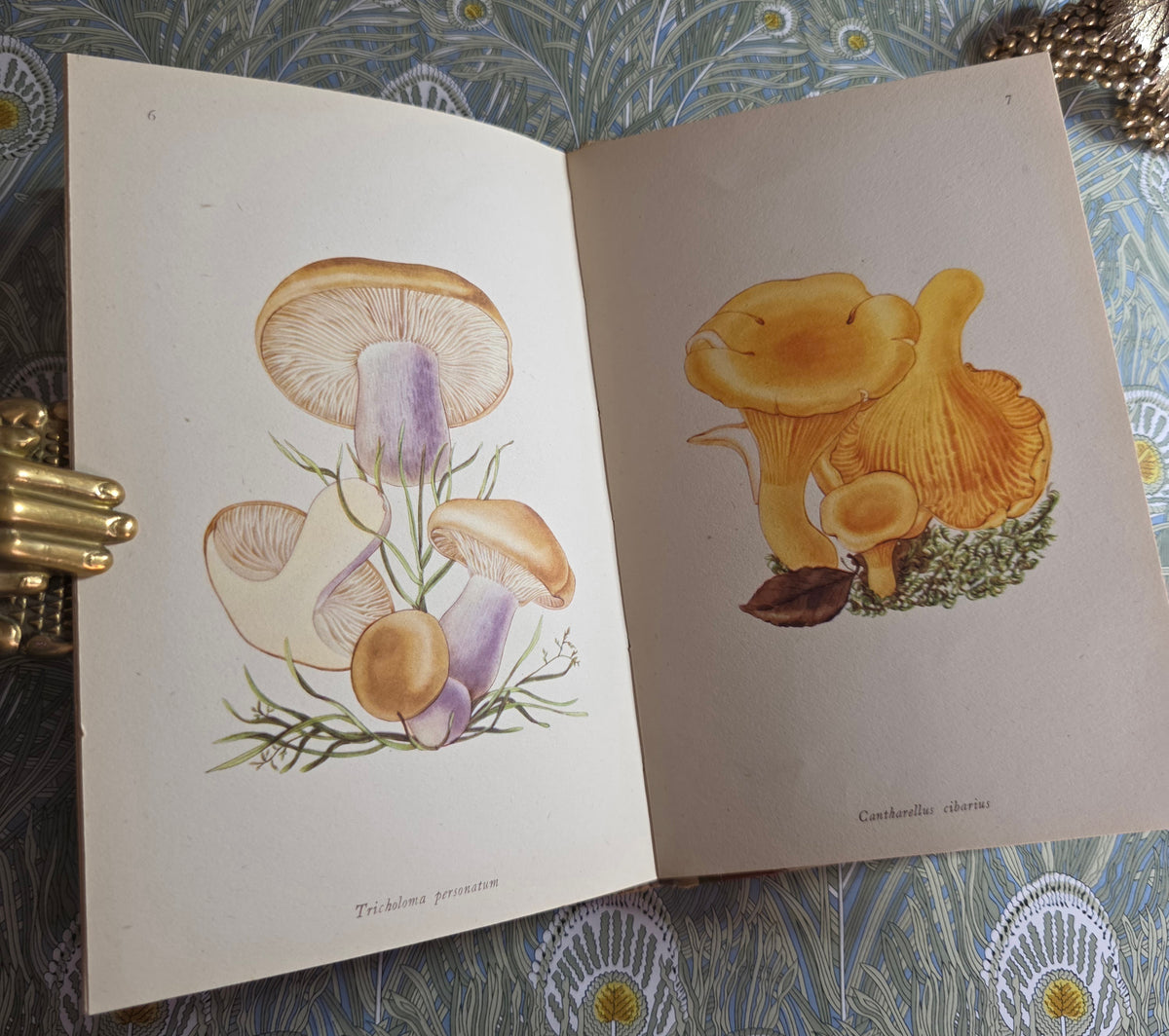1943 Edible Fungi by John Ramsbottom / King Penguin, London / First Edition / 16 Superb Full-Page Colour Plates / King Penguin Number 13