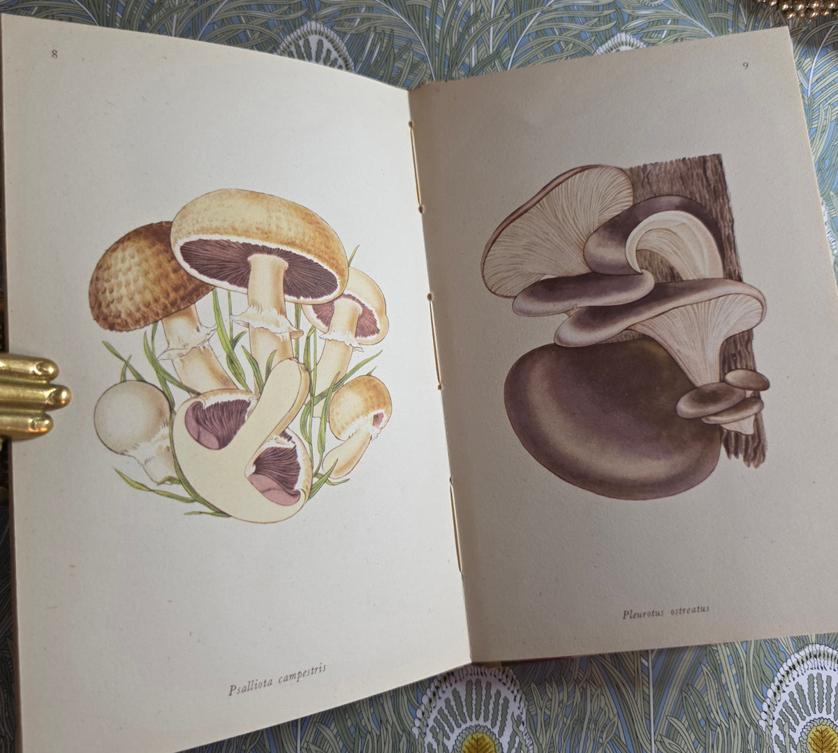 1943 Edible Fungi by John Ramsbottom / King Penguin, London / First Edition / 16 Superb Full-Page Colour Plates / King Penguin Number 13