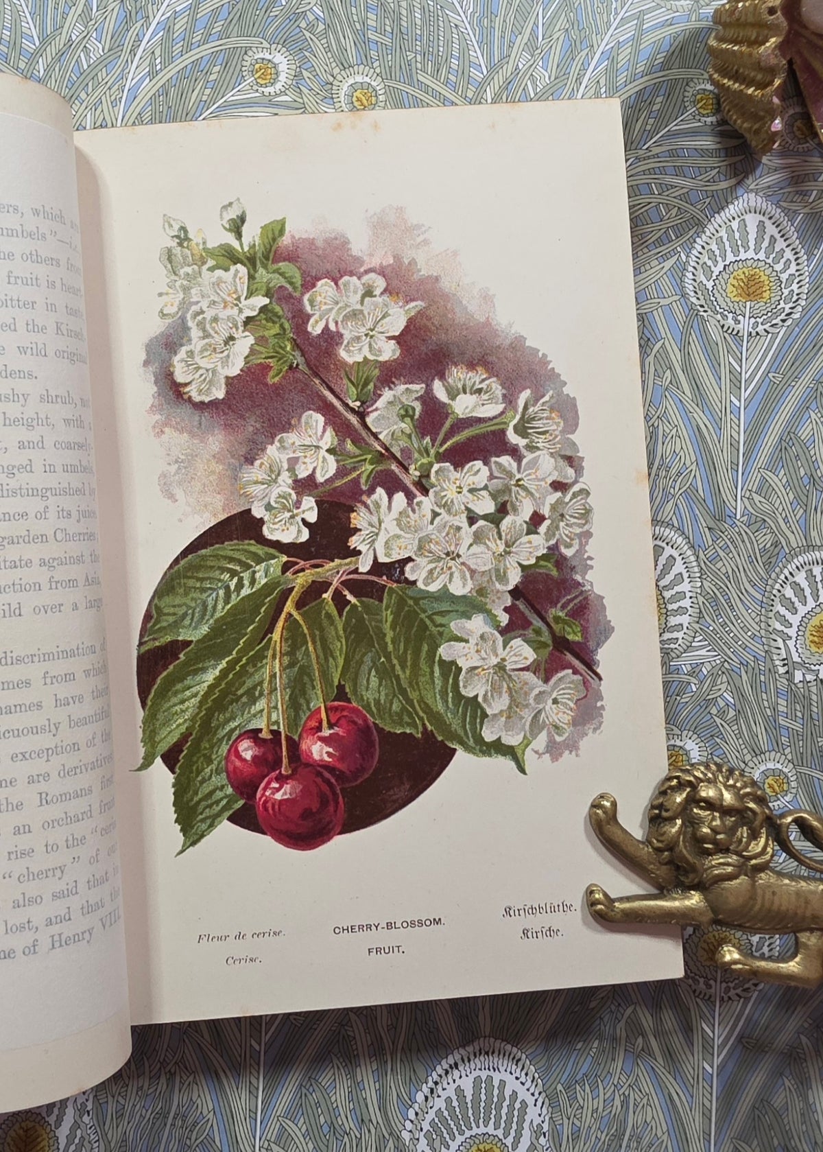 1885-1888 Familiar Trees in Two Series by GS Boulger - Illustrated Antique Books
