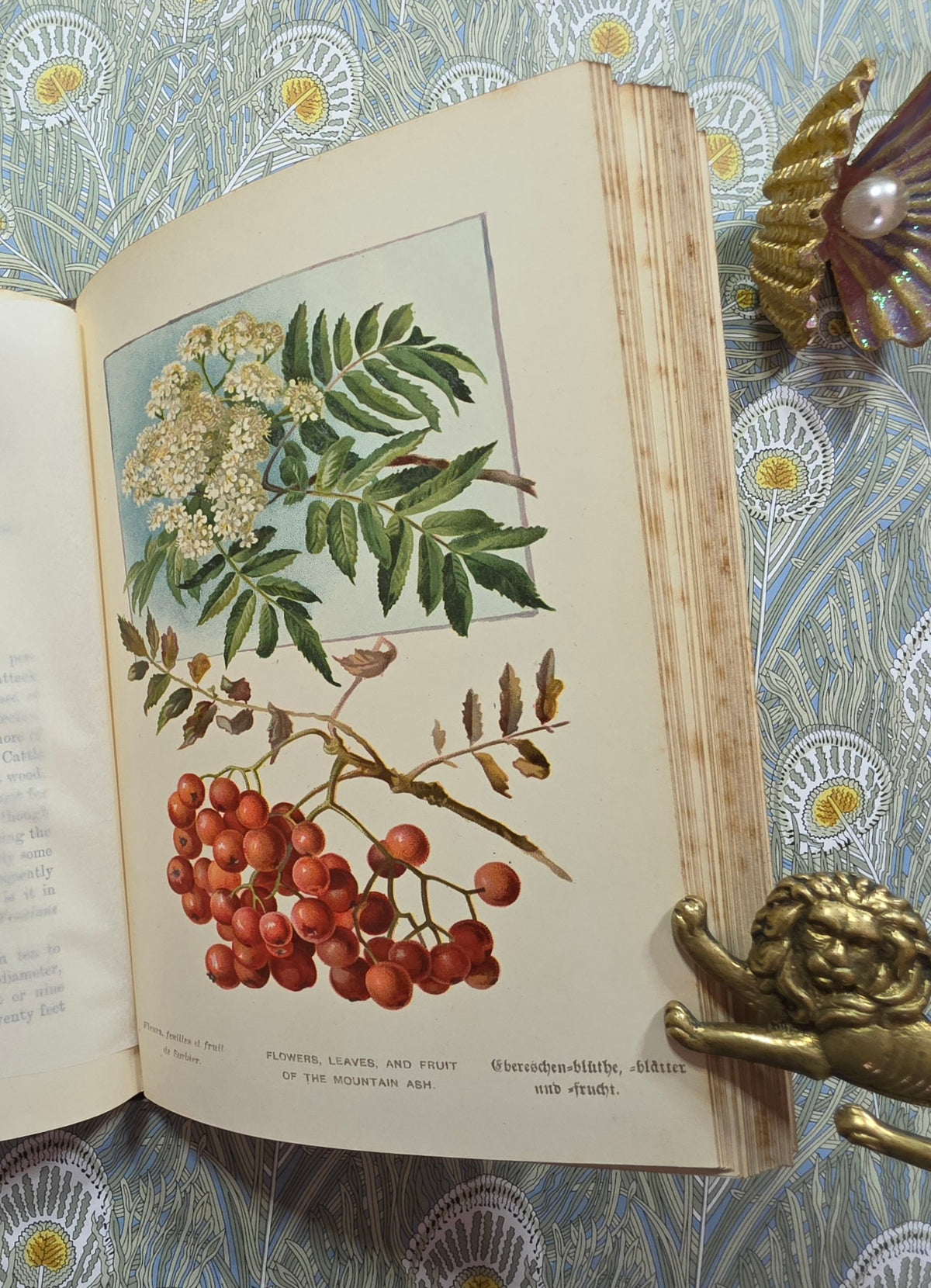 1885-1888 Familiar Trees in Two Series by GS Boulger - Illustrated Antique Books