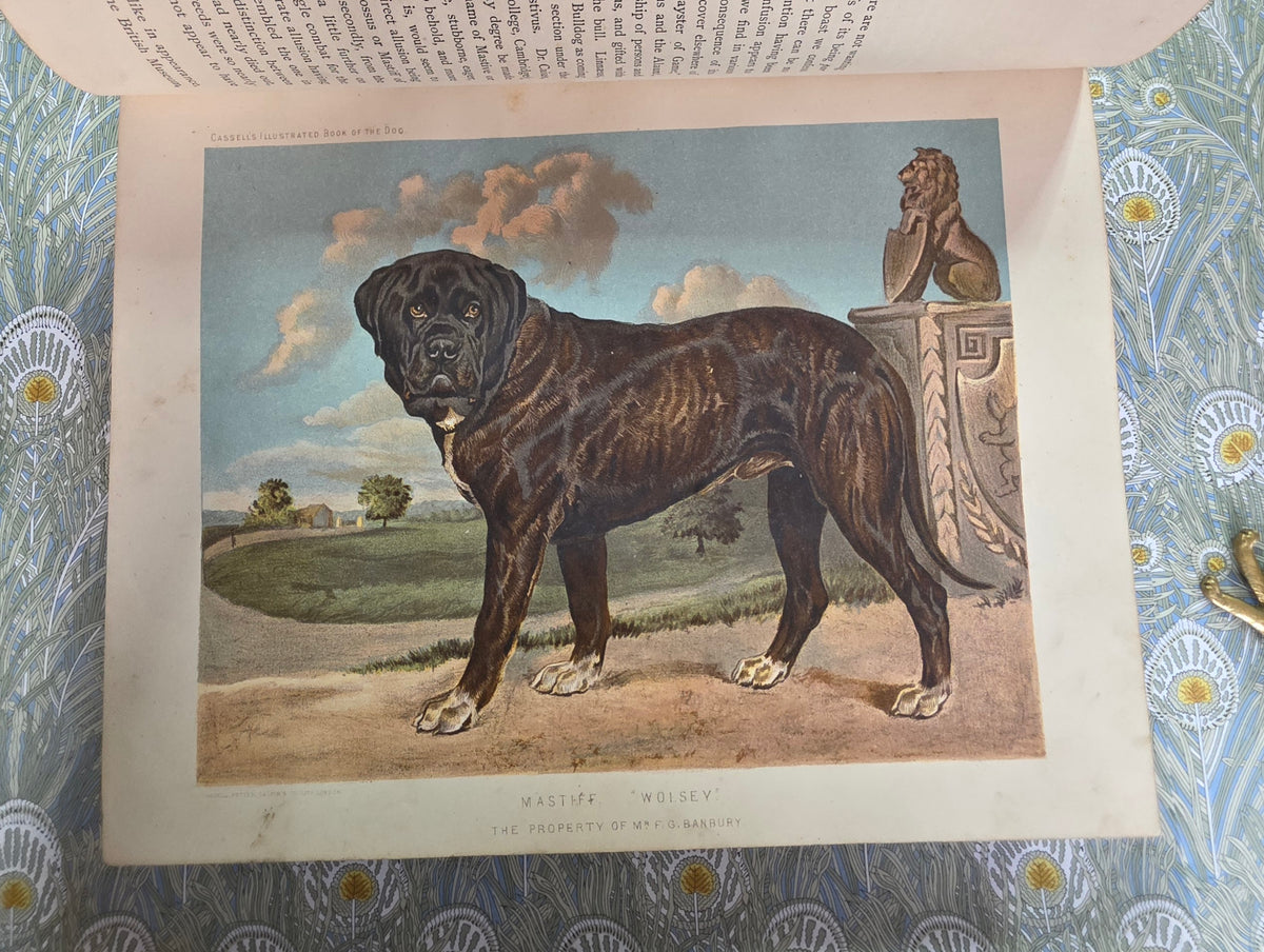 The Illustrated Book of the Dog by Vero Shaw (1881) - Illustrated Antique Book