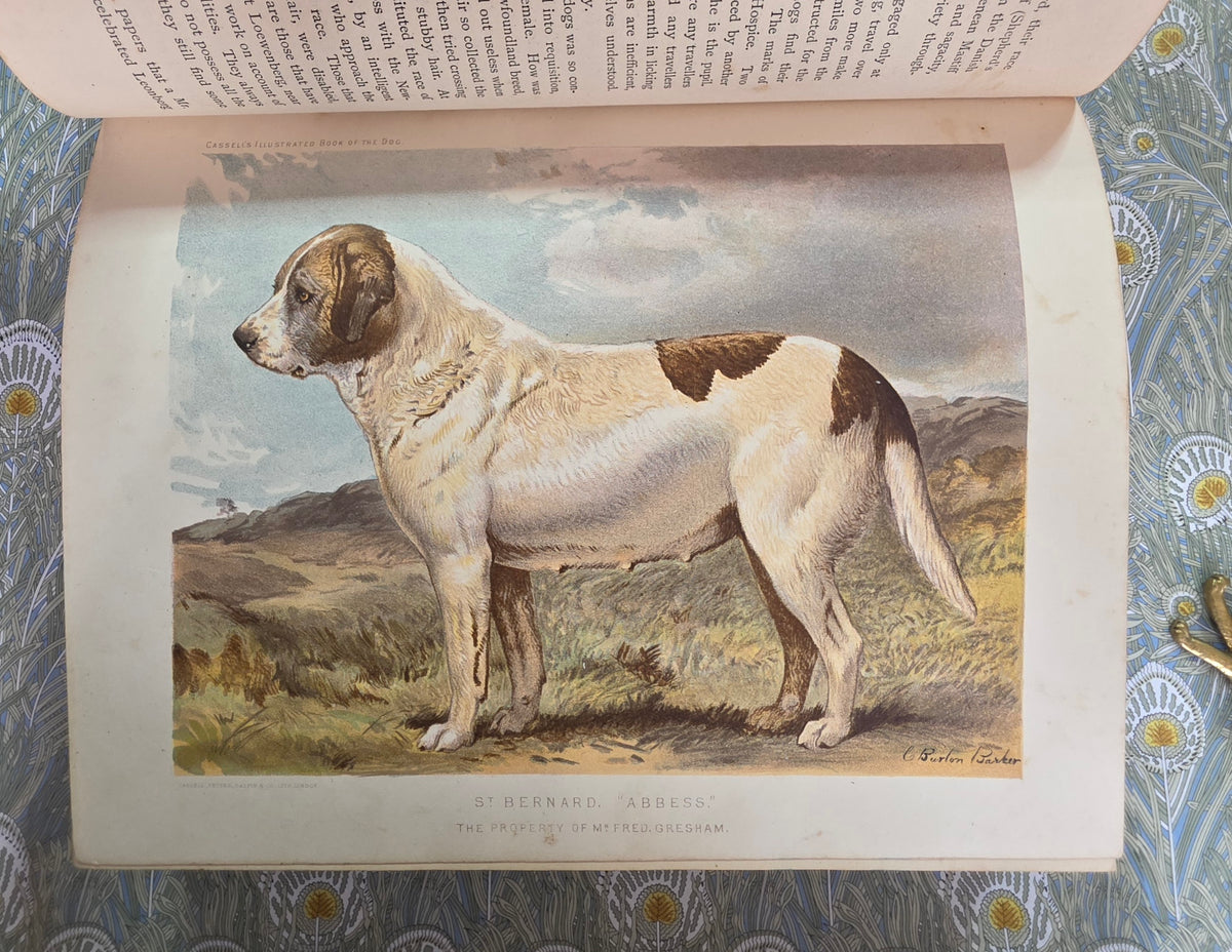 The Illustrated Book of the Dog by Vero Shaw (1881) - Illustrated Antique Book