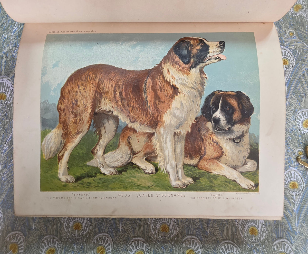 The Illustrated Book of the Dog by Vero Shaw (1881) - Illustrated Antique Book