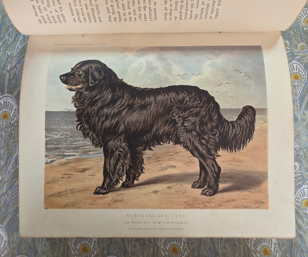 The Illustrated Book of the Dog by Vero Shaw (1881) - Illustrated Antique Book