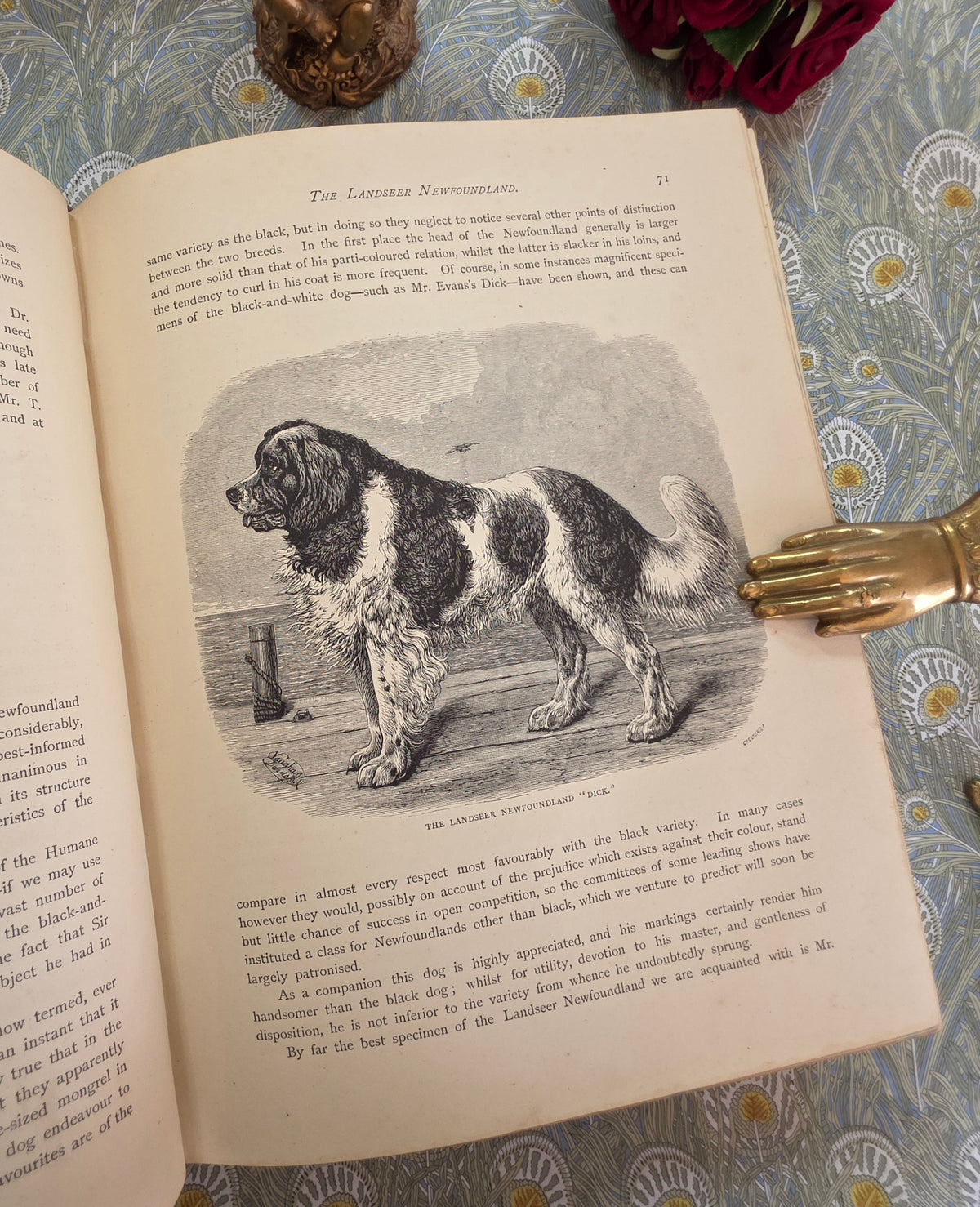 The Illustrated Book of the Dog by Vero Shaw (1881) - Illustrated Antique Book