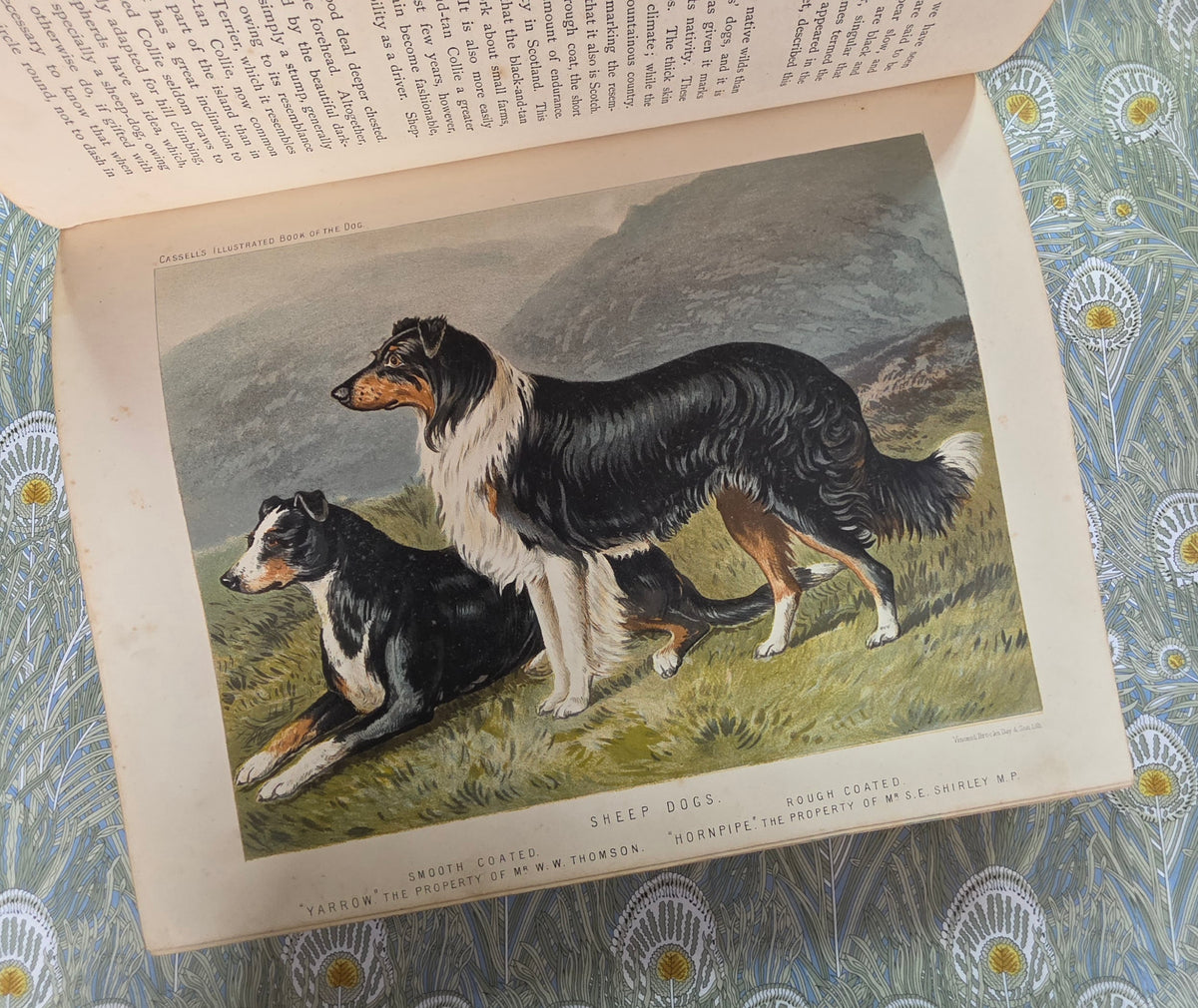 The Illustrated Book of the Dog by Vero Shaw (1881) - Illustrated Antique Book