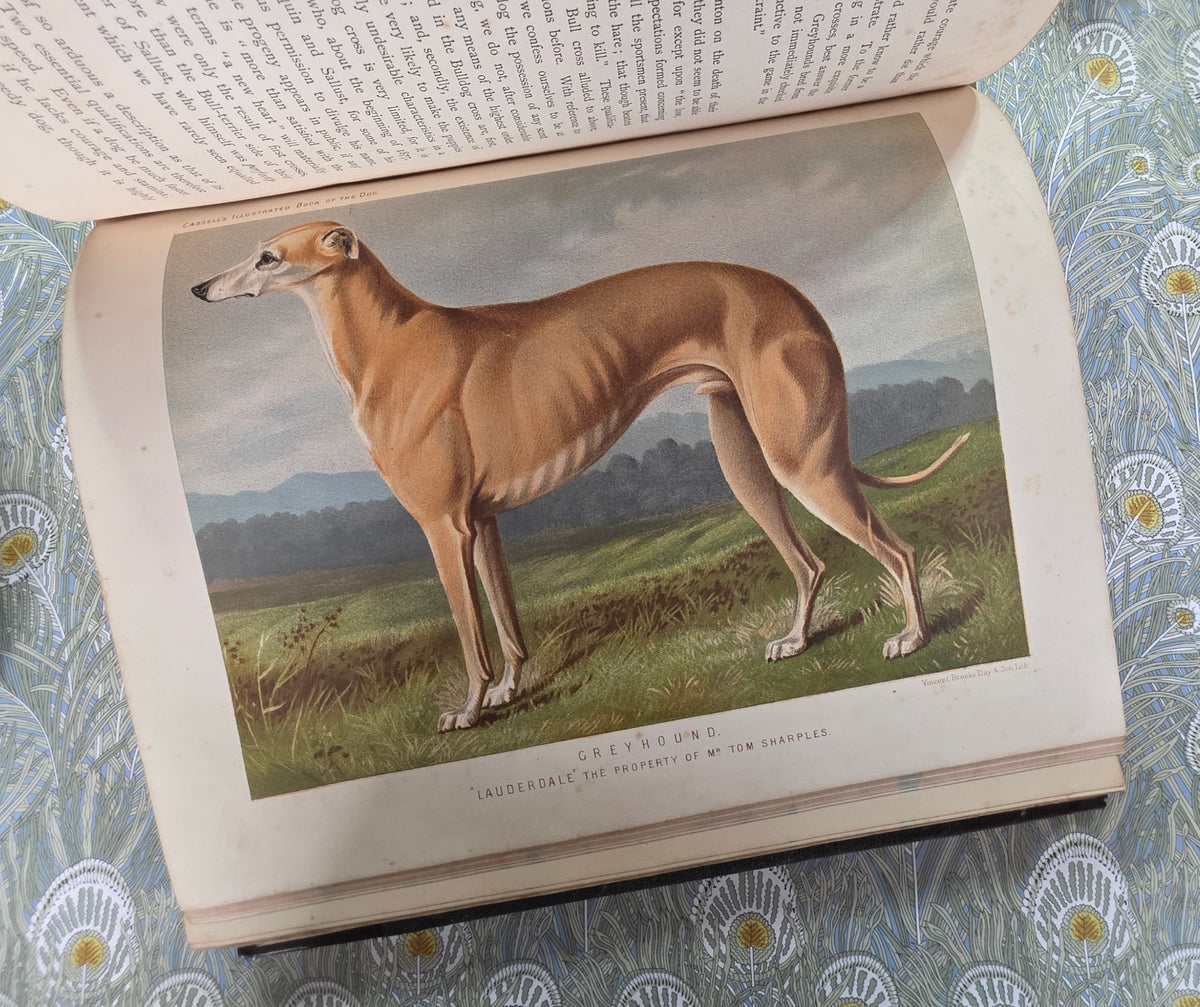 The Illustrated Book of the Dog by Vero Shaw (1881) - Illustrated Antique Book