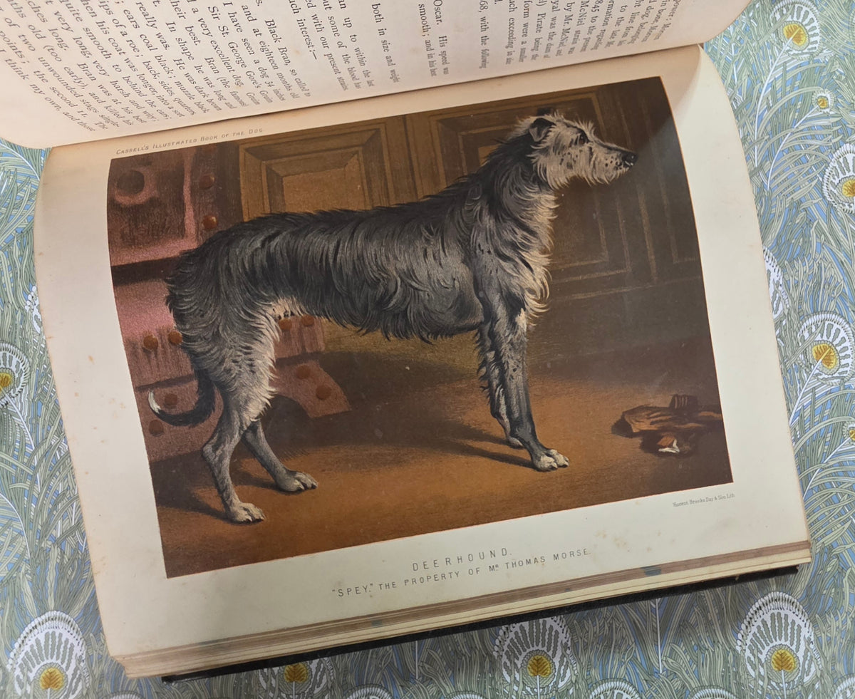The Illustrated Book of the Dog by Vero Shaw (1881) - Illustrated Antique Book