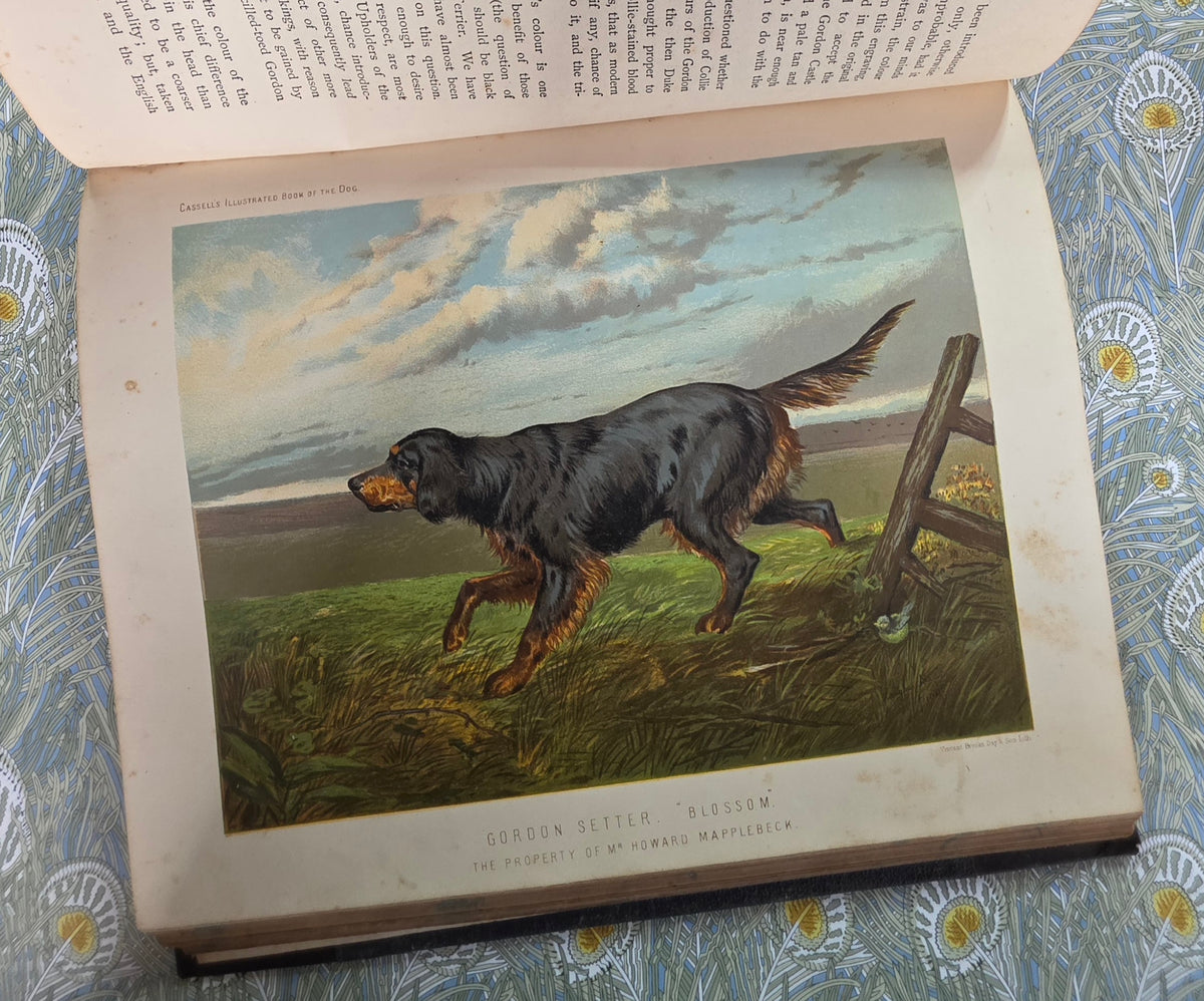 The Illustrated Book of the Dog by Vero Shaw (1881) - Illustrated Antique Book