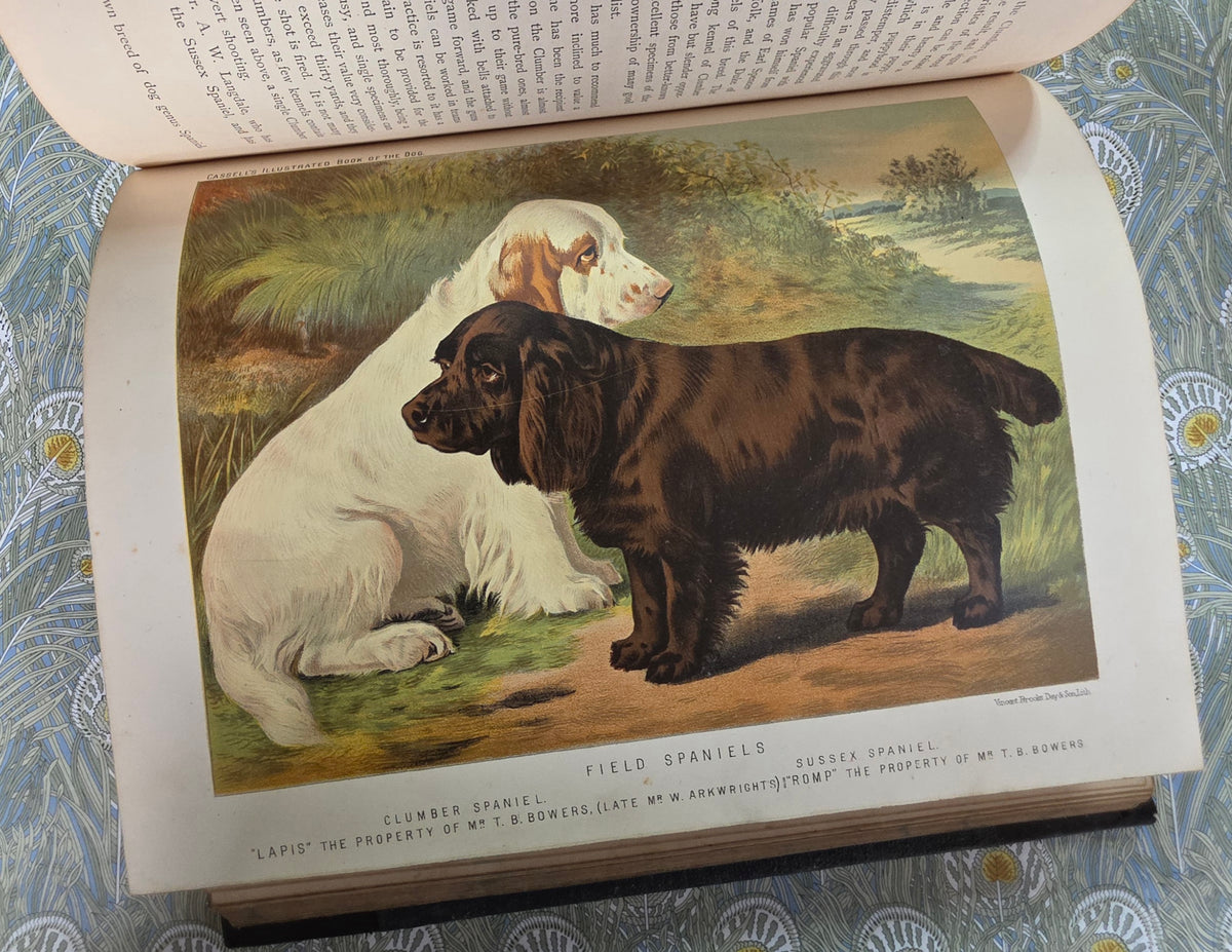 The Illustrated Book of the Dog by Vero Shaw (1881) - Illustrated Antique Book