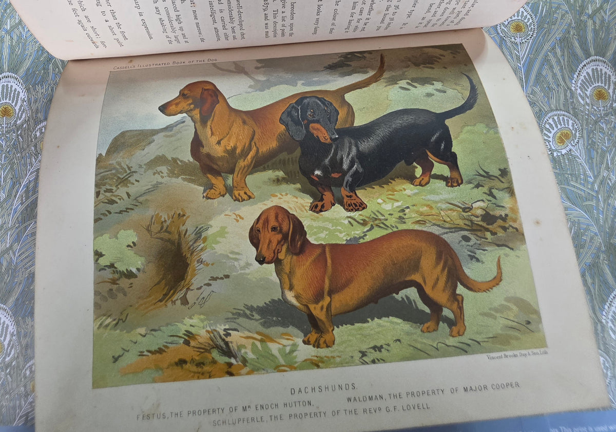 The Illustrated Book of the Dog by Vero Shaw (1881) - Illustrated Antique Book