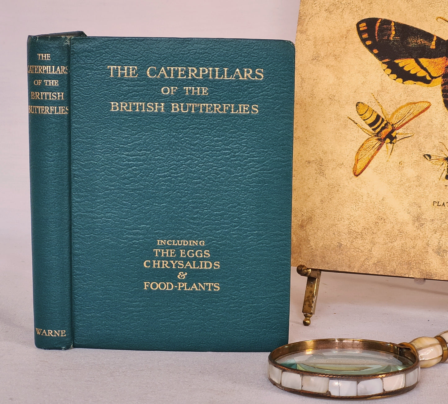 1944 The Caterpillars of the British Butterflies / Frederick Warne & Co, Ltd / Numerous Illustrations in Colour and BW / Scarce Dust Jacket