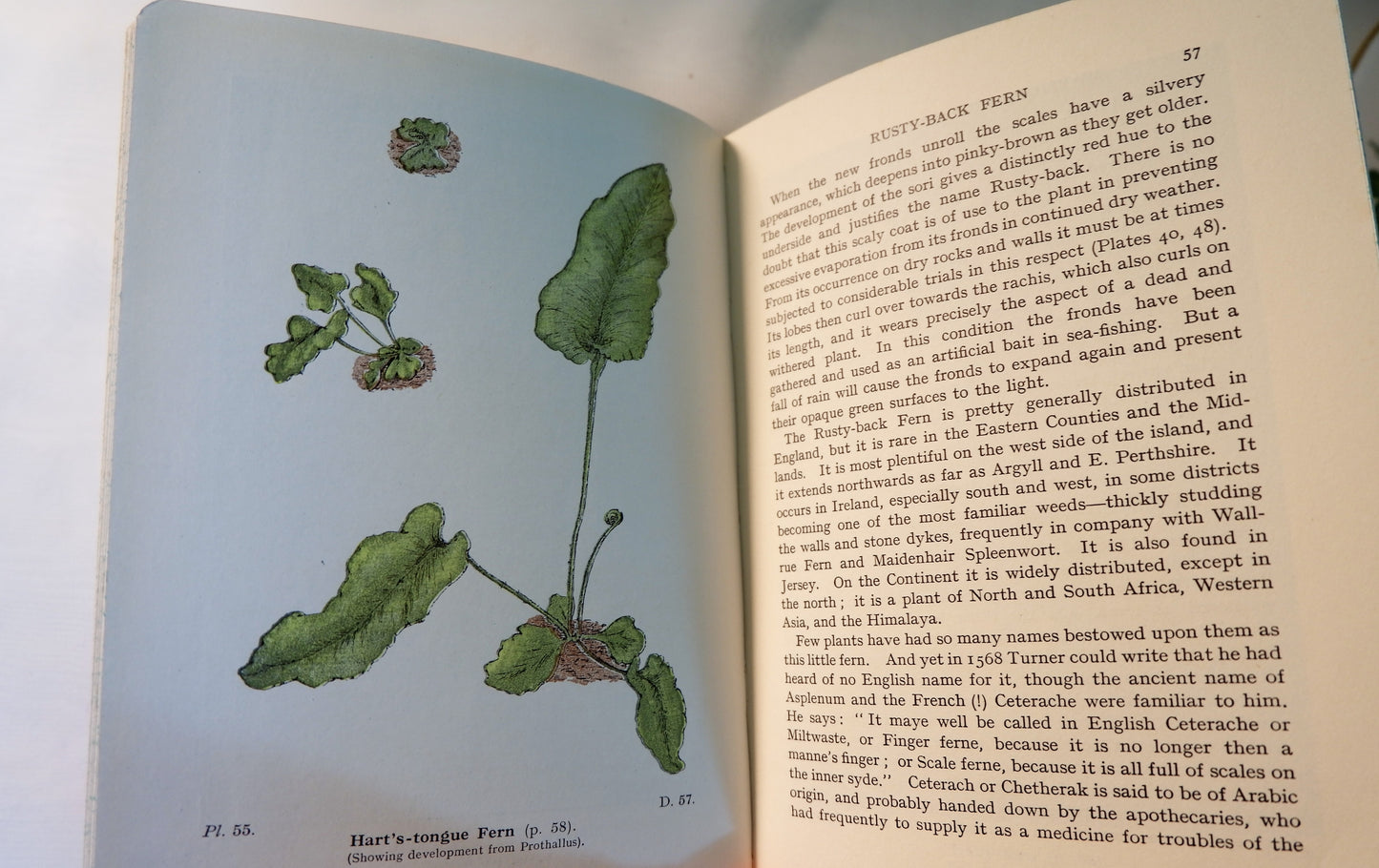 1947 Wayside and Woodland Ferns A Guide To British Ferns Horsetails & Club-Mosses by Edward Step / 1947 Frederick Warne / Richly Illustrated