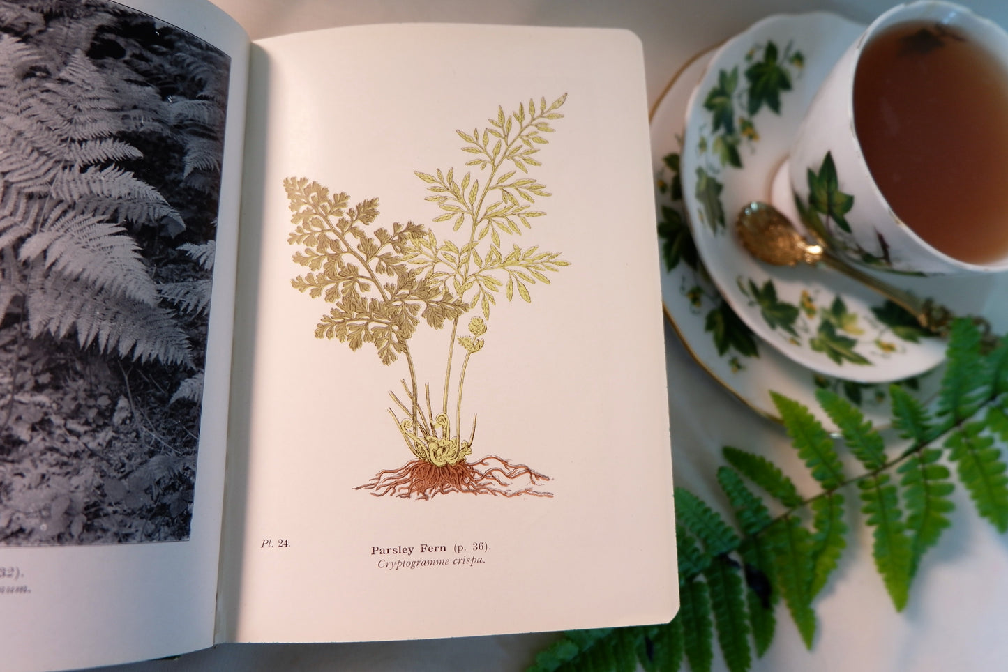 1947 Wayside and Woodland Ferns A Guide To British Ferns Horsetails & Club-Mosses by Edward Step / 1947 Frederick Warne / Richly Illustrated