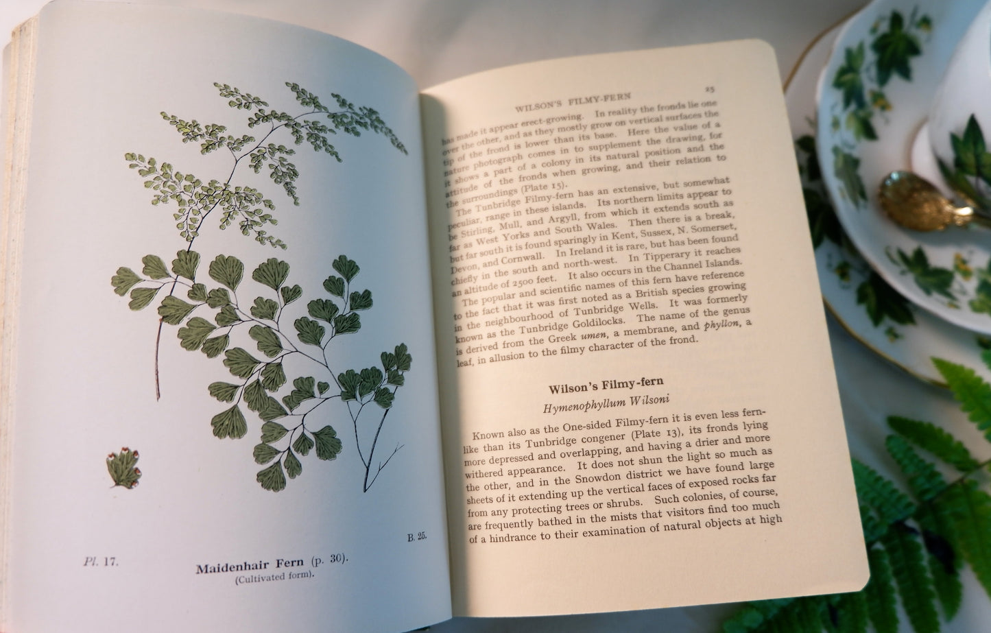 1947 Wayside and Woodland Ferns A Guide To British Ferns Horsetails & Club-Mosses by Edward Step / 1947 Frederick Warne / Richly Illustrated