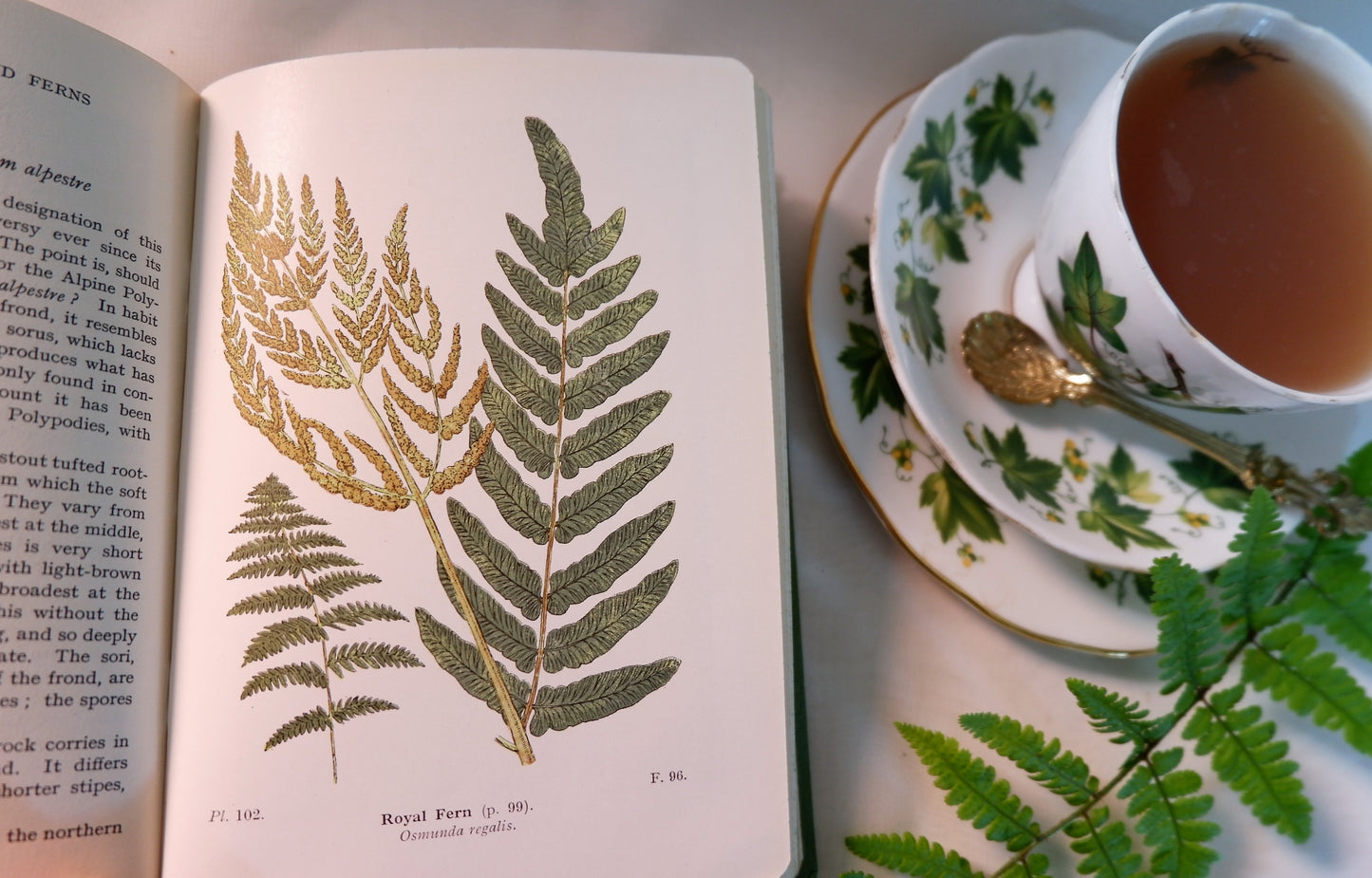 1947 Wayside and Woodland Ferns A Guide To British Ferns Horsetails & Club-Mosses by Edward Step / 1947 Frederick Warne / Richly Illustrated