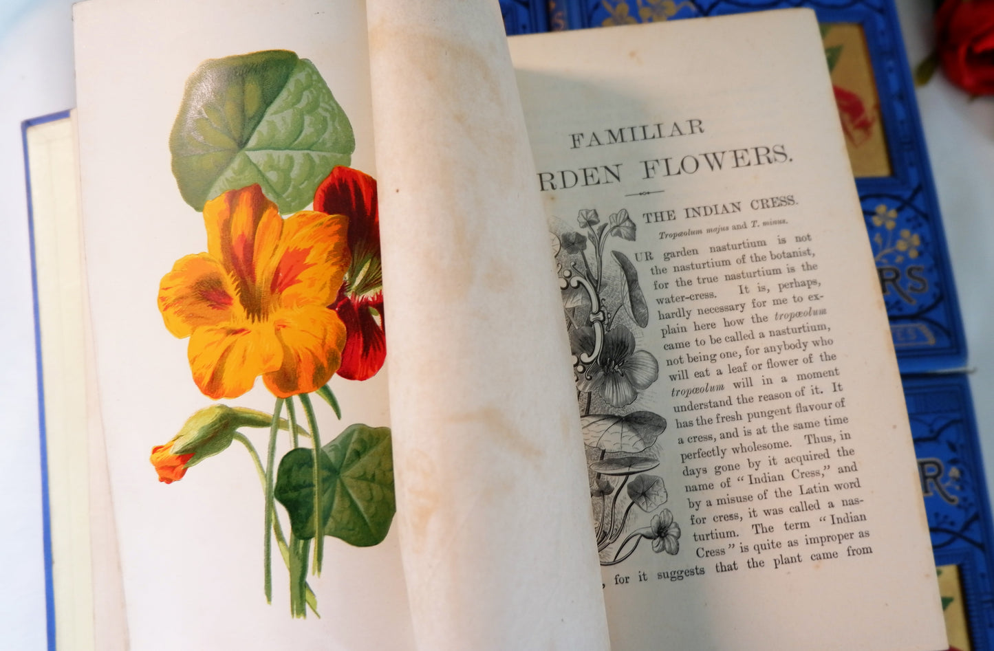 RESERVED RESERVED 1890 Familiar Garden Flowers in Five Volumes by Edward Hulme / Cassell, Petter, Galpin & Co. / Very Good Condition / Beautifully Illustrated